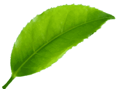 pear-image